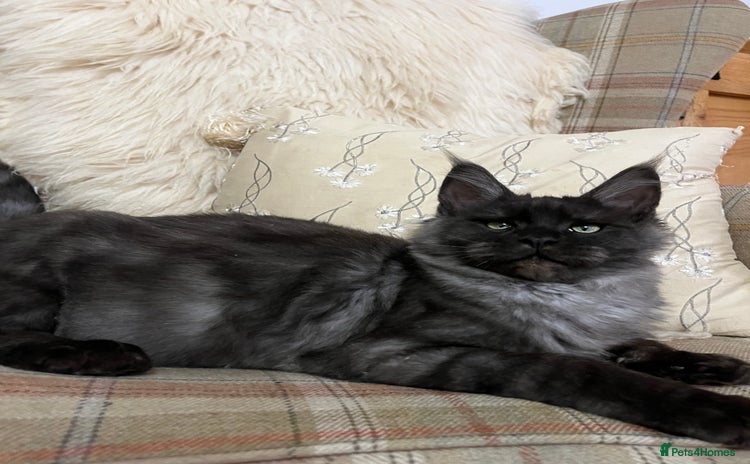 Maine Coon cats - Advert 8