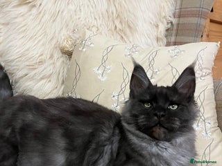 Maine Coon cats - Advert 9