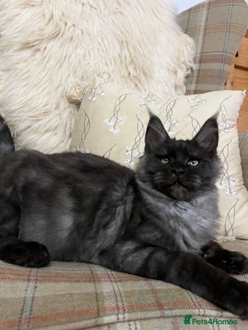 Maine Coon cats - Advert 1
