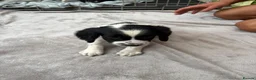English Springer Spaniel dogs for sale: Springer spaniel puppies - Advert 13