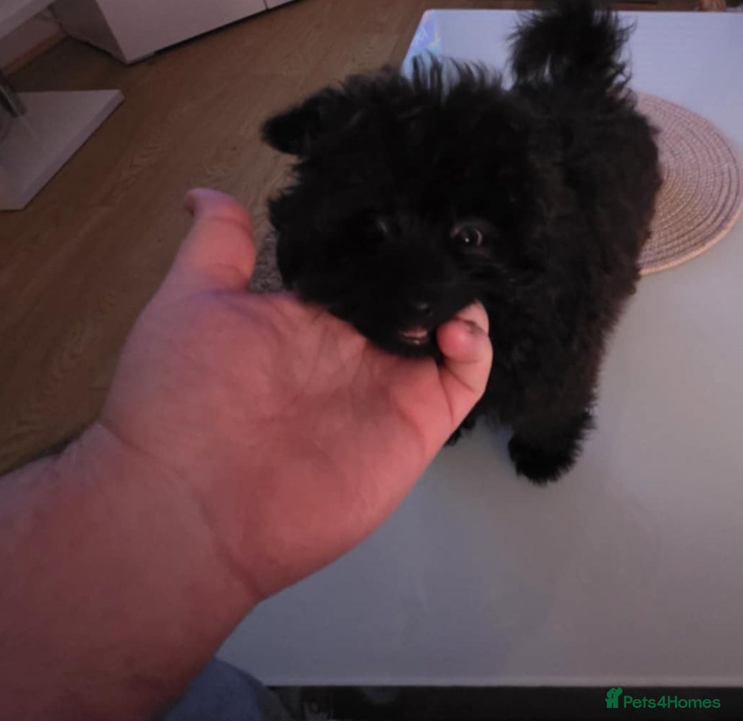 Pomapoo dogs for sale: Pomapoo - Advert 5