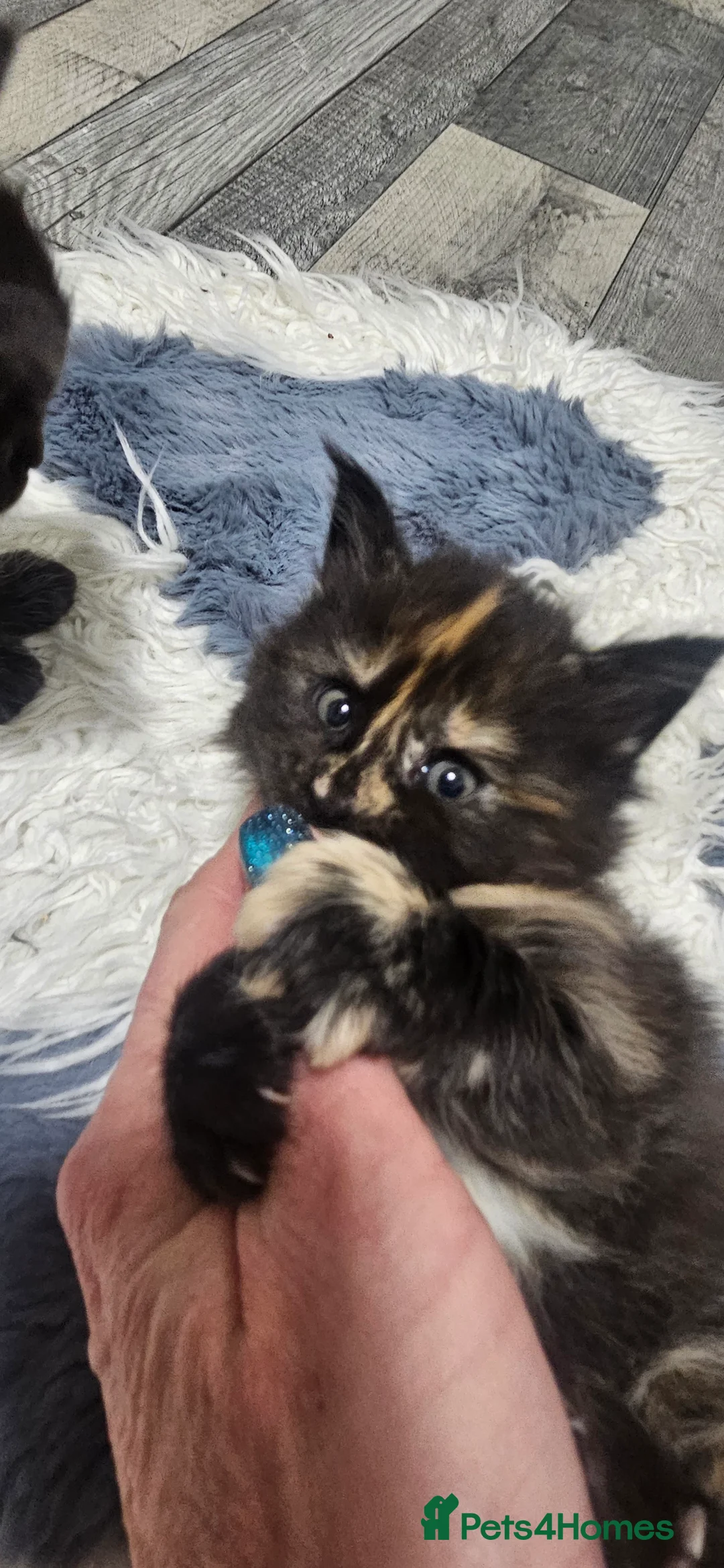 Maine Coon cats for sale: Beautiful tica registered maine coon kittens  - Advert 4