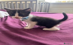 British Shorthair cats for sale: 2 boy kittens left - Image 2