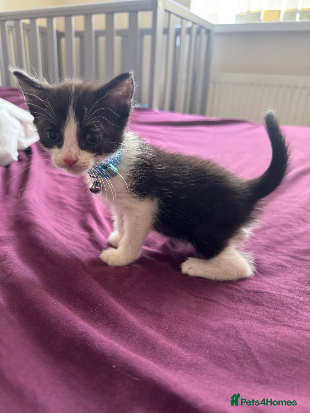 British Shorthair cats for sale: 2 boy kittens left - Image 2
