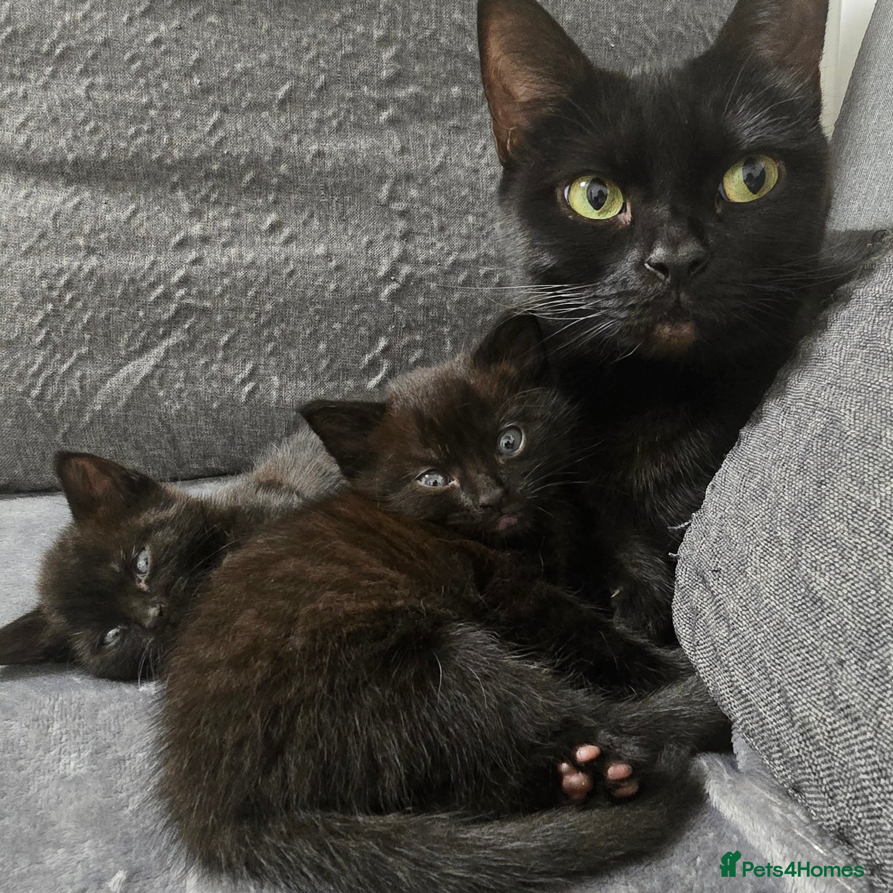 Mixed Breed cats Kitty - Advert 3