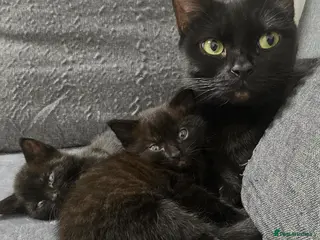 Mixed Breed cats Kitty - Advert 2