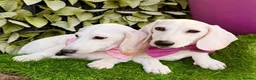 Miniature Dachshund dogs for sale: Pure White GHOST dachshunds - Advert 22