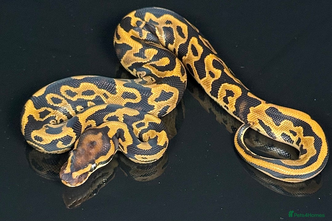Python Snake reptiles for sale: Royal pythons  - Image 30