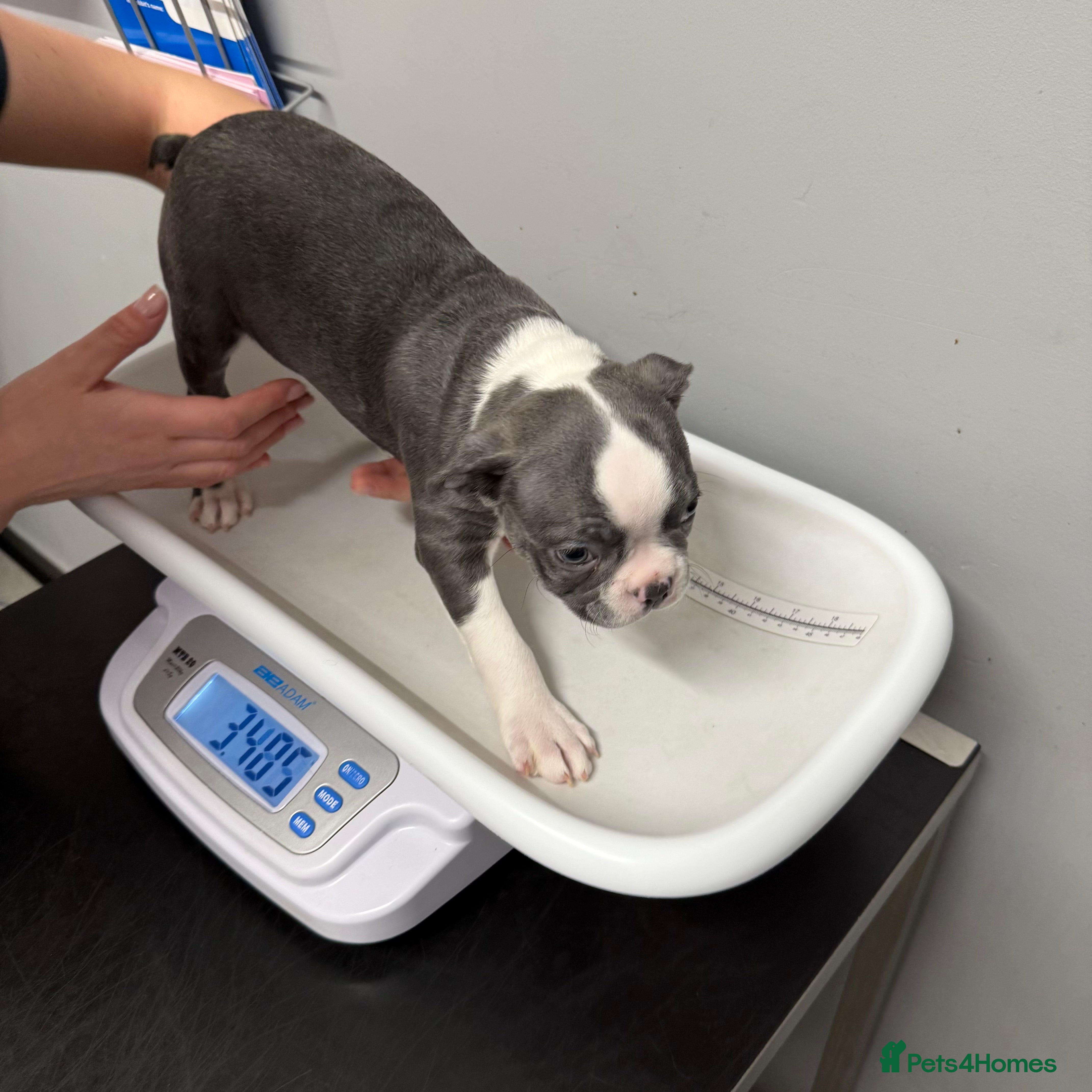 Boston Terrier dogs KC reg beautiful Boston Terrier ready now! - Advert 6