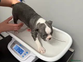 Boston Terrier dogs KC reg beautiful Boston Terrier ready now! - Advert 3