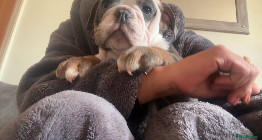 Olde English Bulldogge dogs for sale: Olde English bulldogs - Image 1