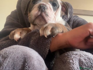 Olde English Bulldogge dogs Olde English bulldogs - Advert 2