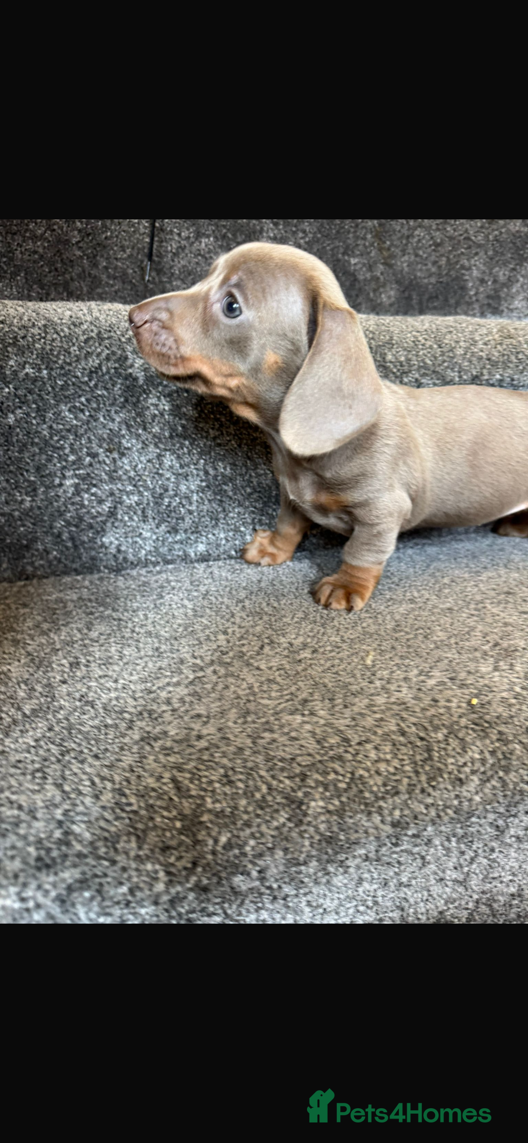 Miniature Dachshund dogs for sale: Miniature dachshund puppies  - Image 20