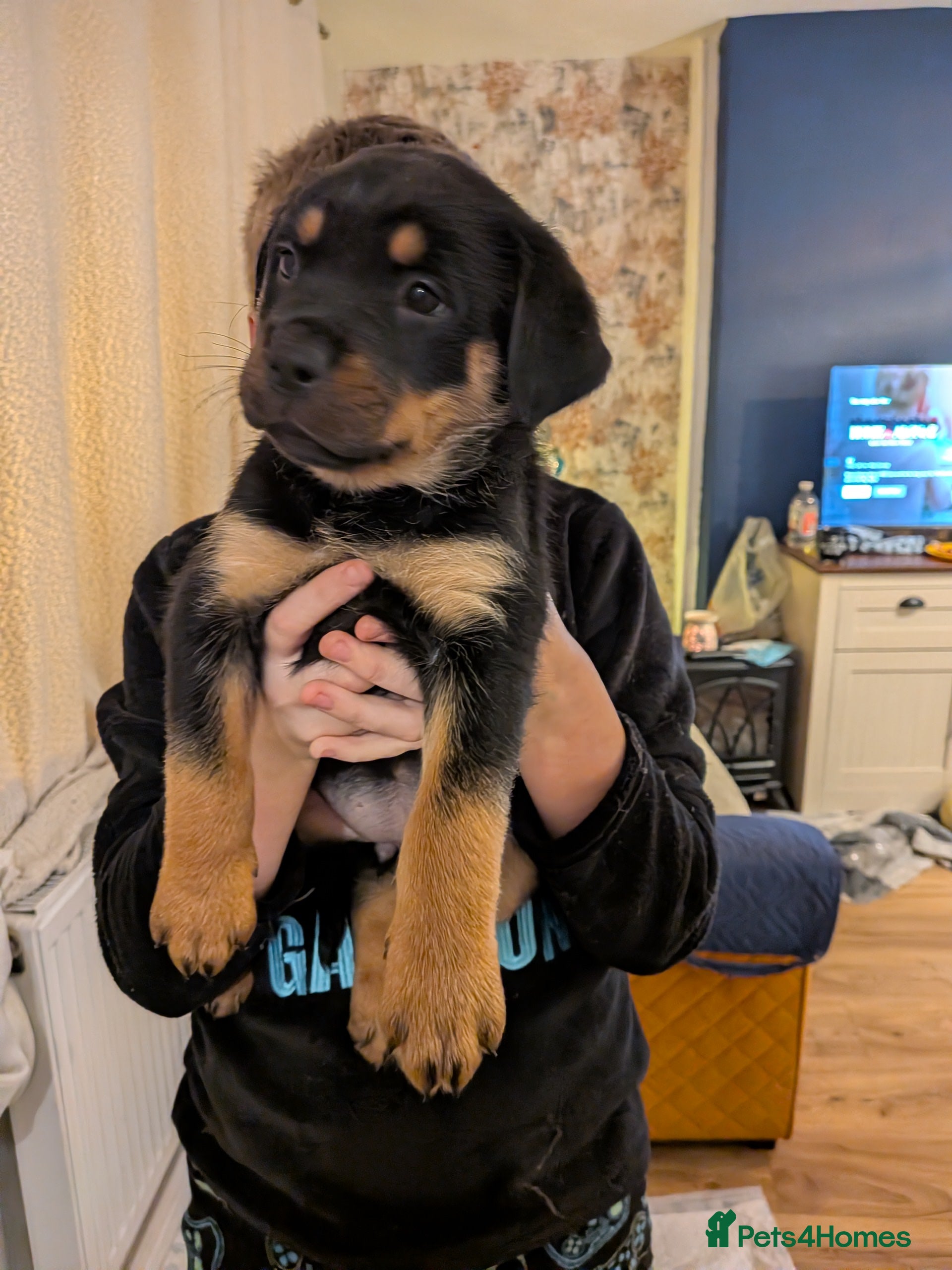 Rottweiler dogs ⭐ Rottweiler ready to go 21st December ✨✨✨✨ - Advert 2