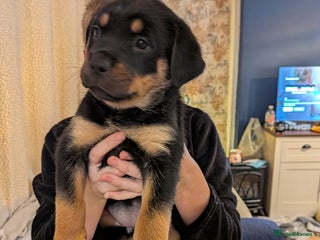 Rottweiler dogs ⭐ Rottweiler ready to go 21st December ✨✨✨✨ - Advert 2
