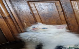 Ragdoll cats for sale: Ragdolls ready now - Image 1