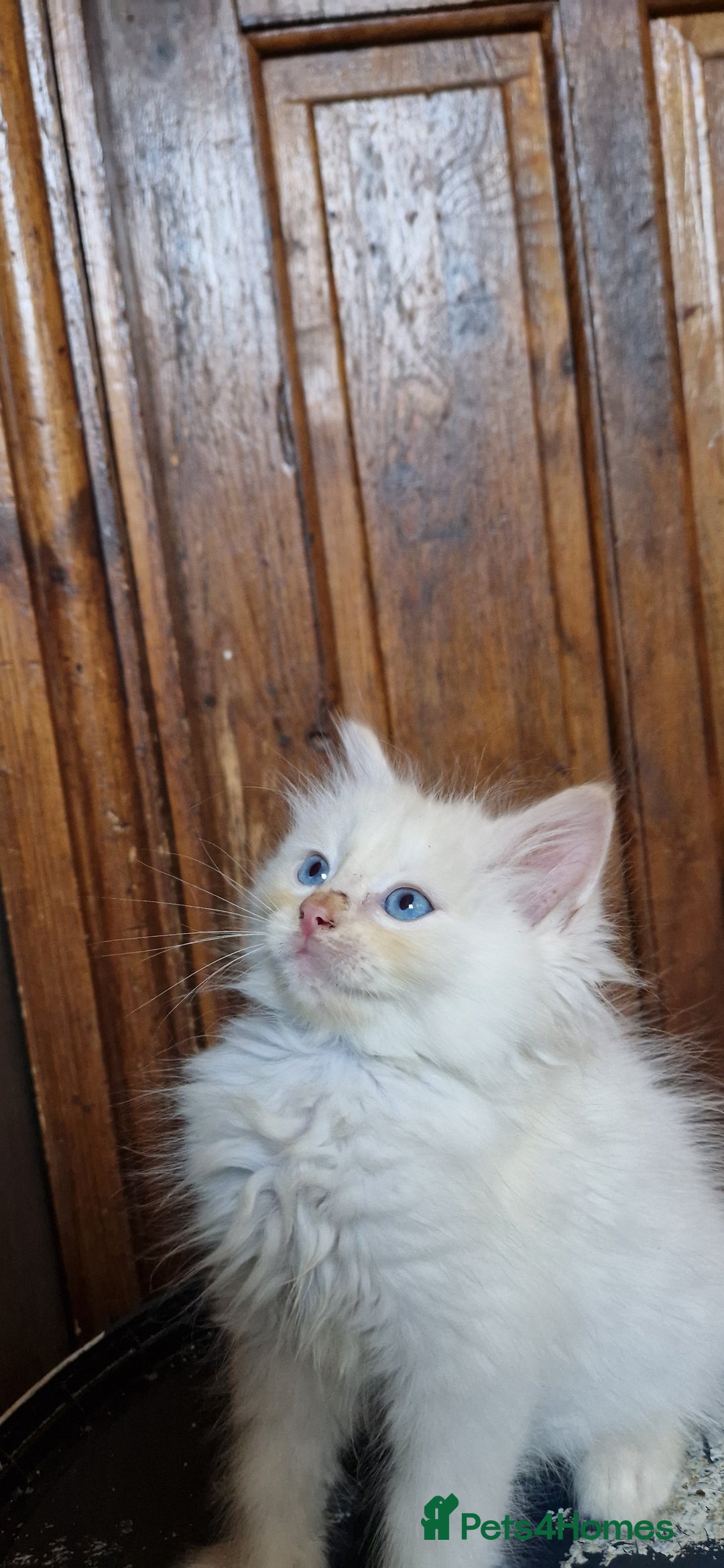 Ragdoll cats for sale: Ragdolls ready now - Image 1