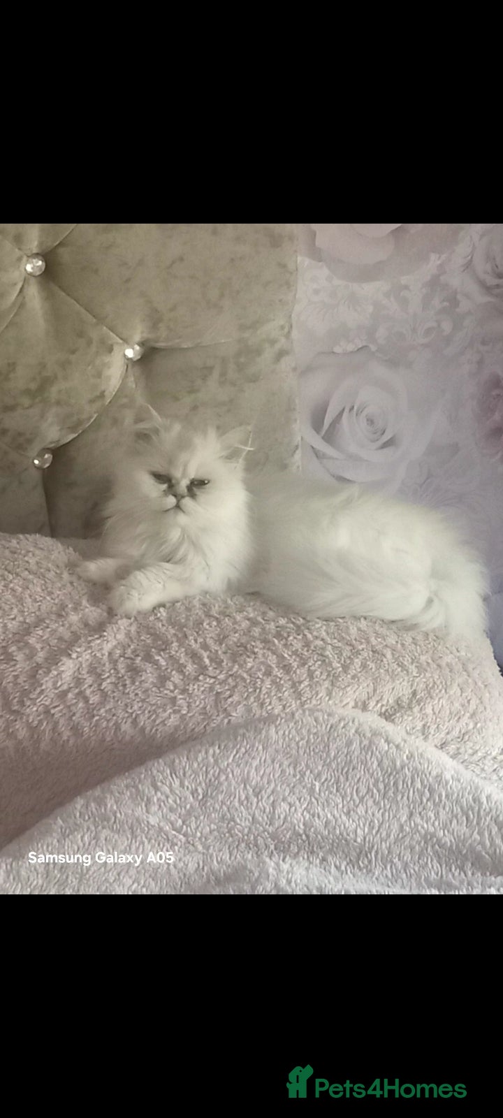 Persian cats chinchilla persian - Advert 10