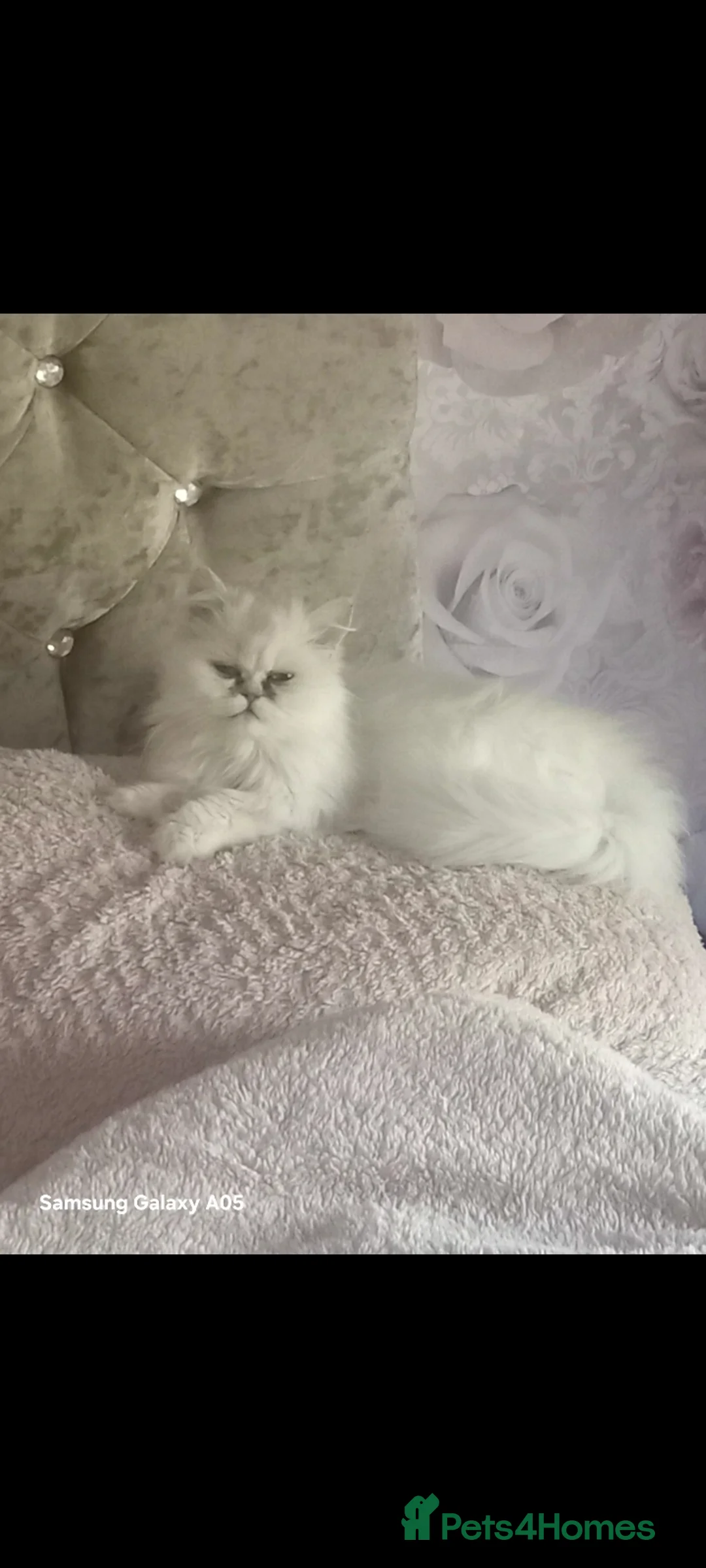 Persian cats for sale: chinchilla persian - Advert 1