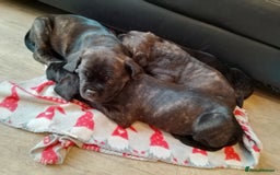 Cane Corso dogs for sale: 3 gorgeous male cane corso pups - Image 4