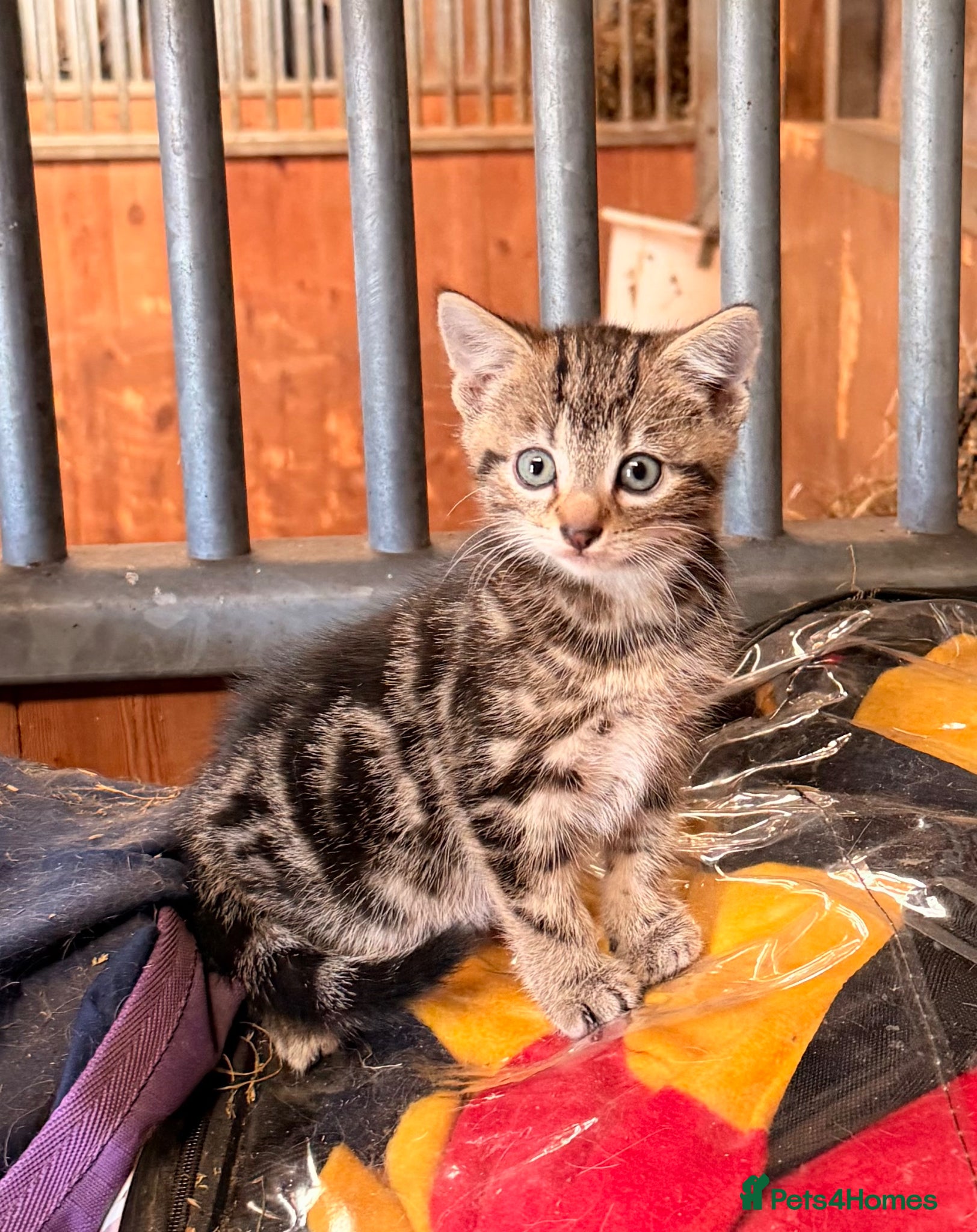 Mixed Breed cats 2 beautiful kittens  - Advert 2