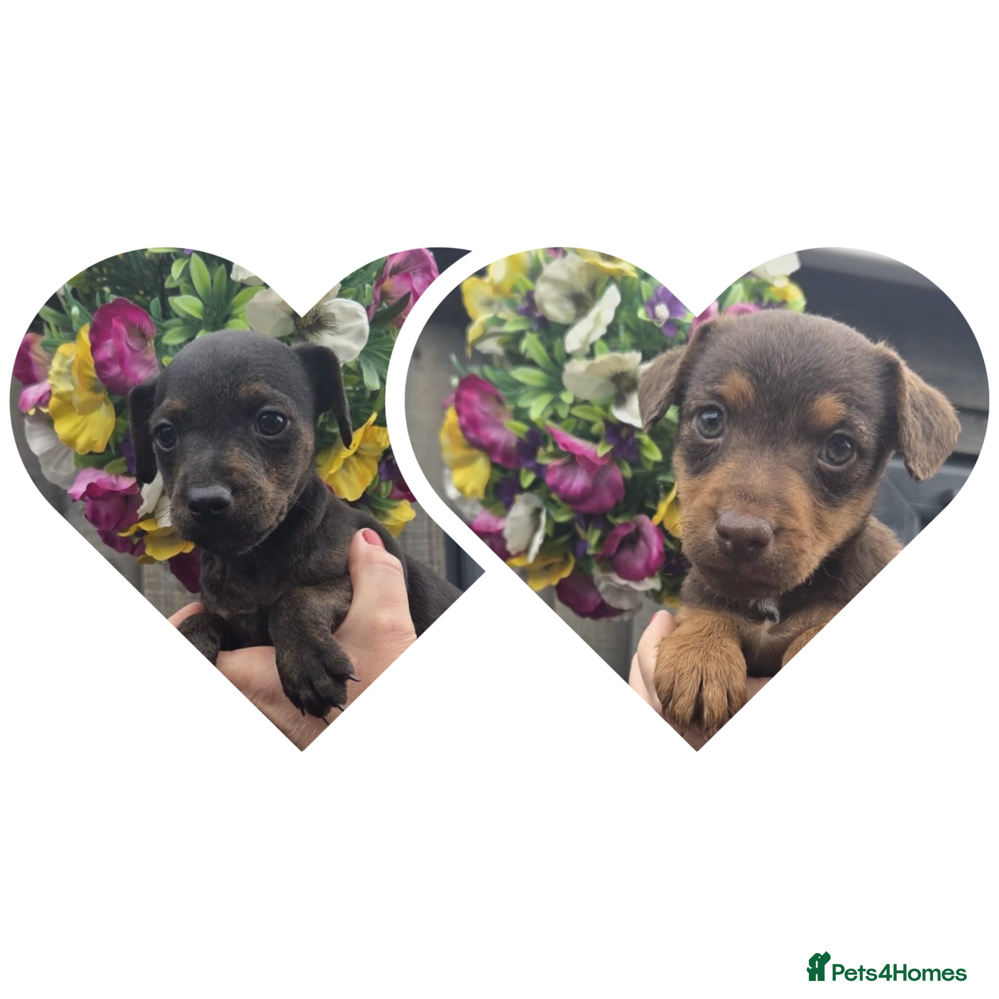 Mixed Breed dogs Beautiful Lakeland Terrier/Poodle Puppies - Advert 1