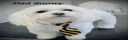 Maltese dogs for sale: A Little Piece of Fluffy Heaven- Maltese Puppies  - Advert 5
