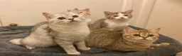 Munchkin cats for sale: Full Pedigree Munchkin Kittens - Advert 27