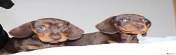 Miniature Dachshund dogs for sale: Miniature Dachshund puppies  - Advert 11