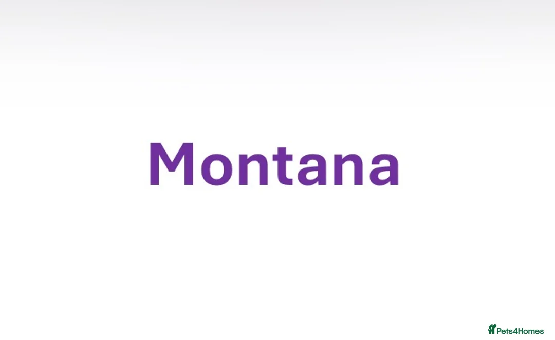 Australian Labradoodle dogs for sale: Australian Double Doodle Puppies – Due April - Advert 2