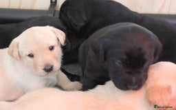 Labrador Retriever dogs for sale: FTCH FENDAWOOD PUPS FOR SALE - Image 7