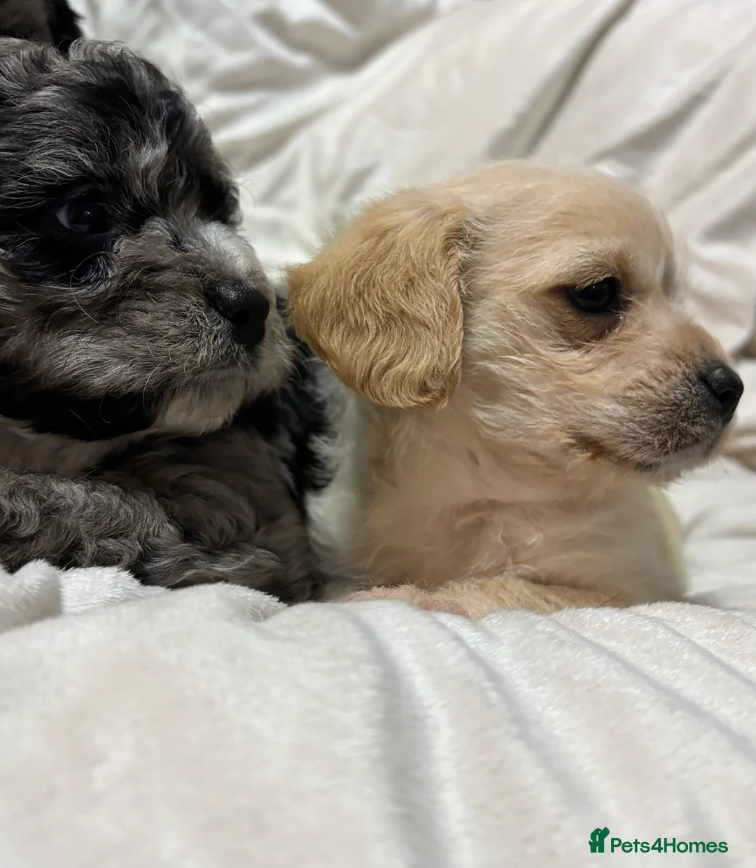 Cavapoo dogs for sale: Gorgeous Cavapoo Pups - Advert 5