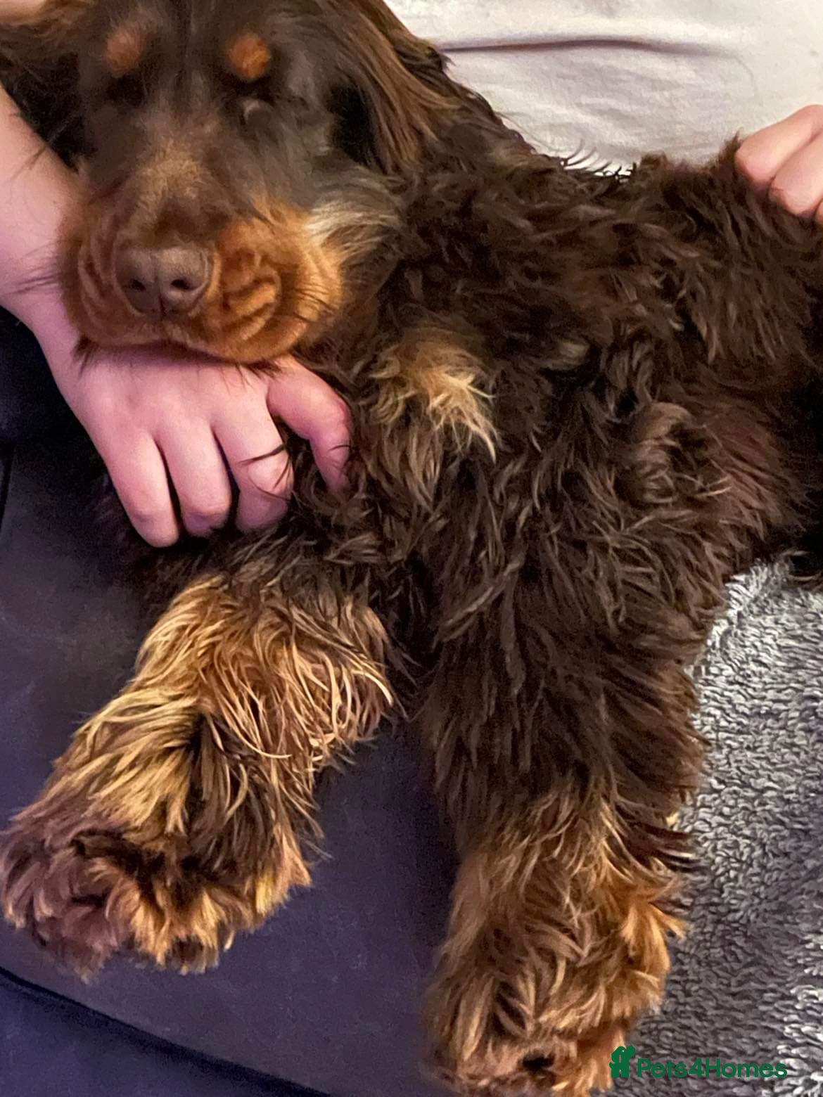 Cocker Spaniel dogs KC Show Type fully health tested for stud duties  in Mablethorpe - Advert 20