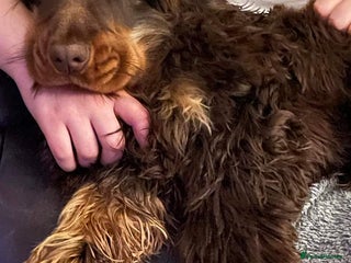 Cocker Spaniel dogs in Mablethorpe - Advert 8