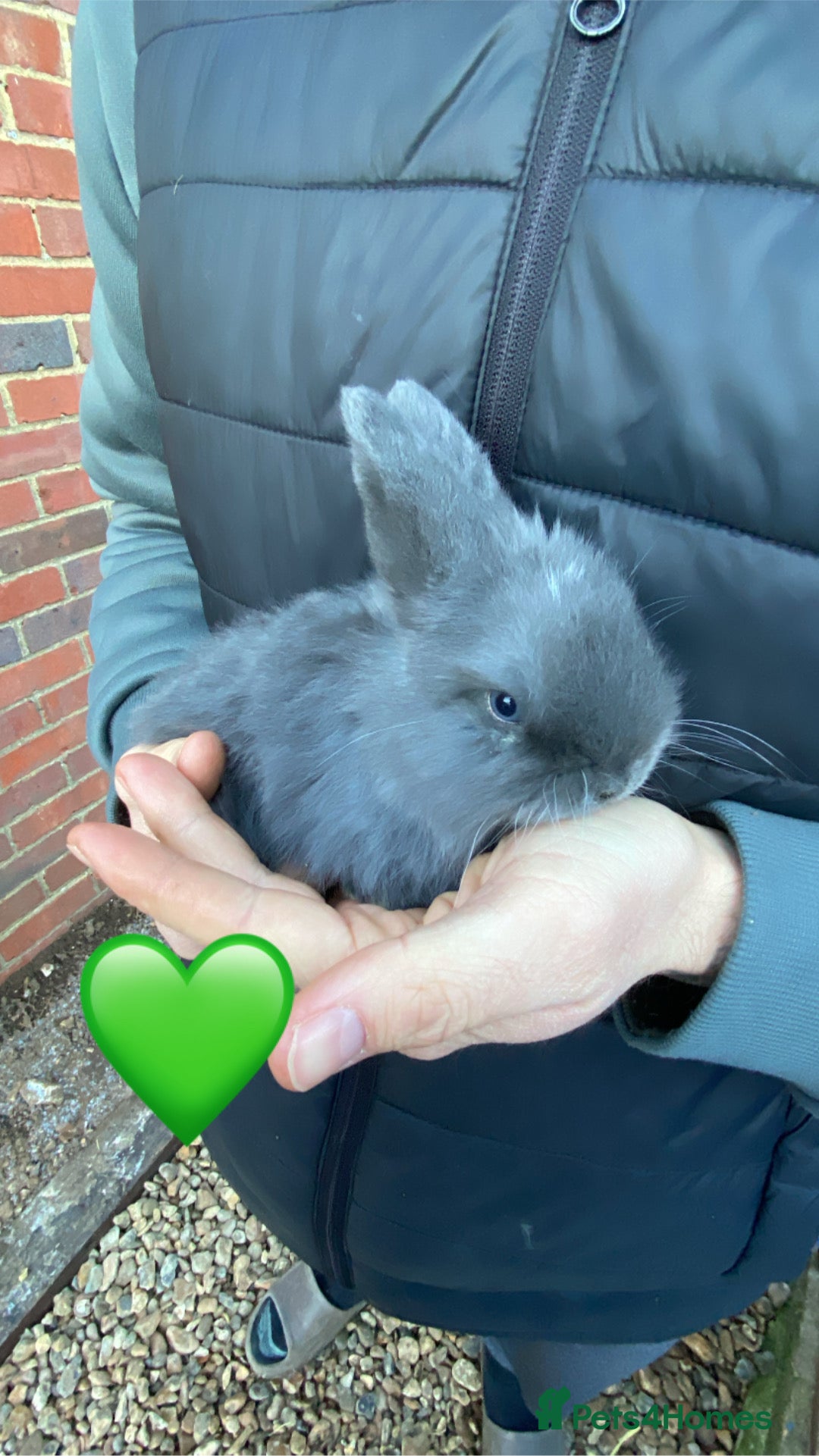 Mini Lop rabbits for sale: 🩵 blue mini lops 🩵 - Advert 2