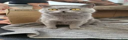 British Shorthair cats for sale: Stunning British shorthair kittens in Saxmundham - Advert 7