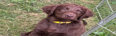 Flat coated Retriever Puppy 2
