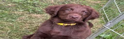 Flat coated Retriever dogs for sale: Gorgeous liver and black Flatcoat Retrievers - Advert 1