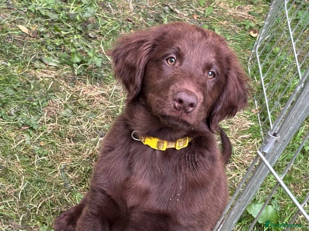 Flat coated Retriever dogs for sale: Gorgeous liver and black Flatcoat Retrievers - Advert 1
