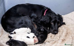 Cocker Spaniel dogs for sale: Working cocker spaniel puppies - Image 1