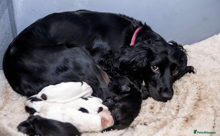 Cocker Spaniel dogs - Advert 12