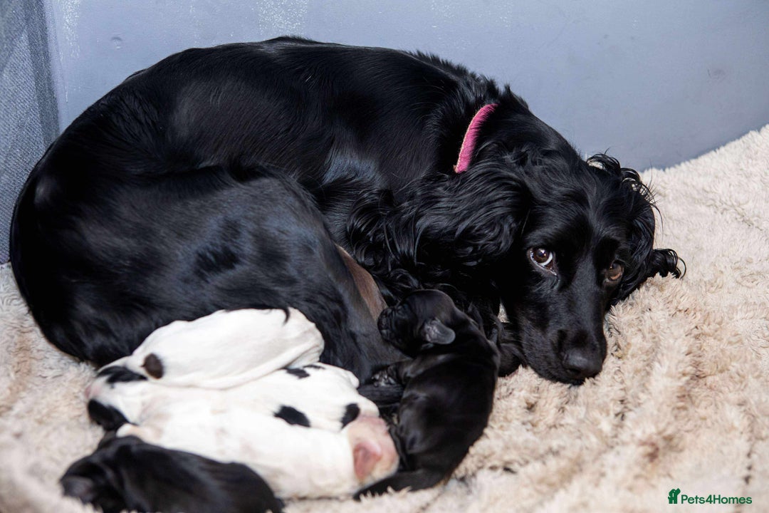 Cocker Spaniel dogs for sale: Working cocker spaniel puppies - Image 1