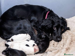 Cocker Spaniel dogs - Advert 13