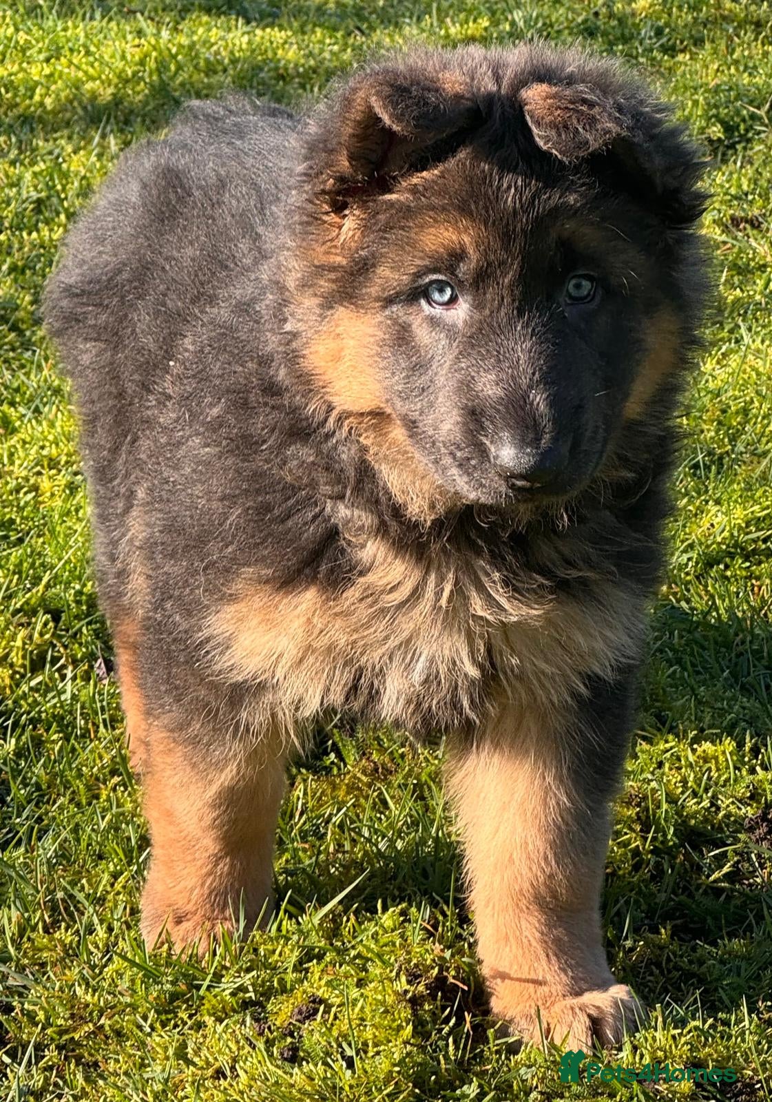 German Shepherd dogs Exceptional litter of KCreg German shepherds - Advert 18