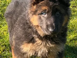 German Shepherd dogs Exceptional litter of KCreg German shepherds - Advert 18