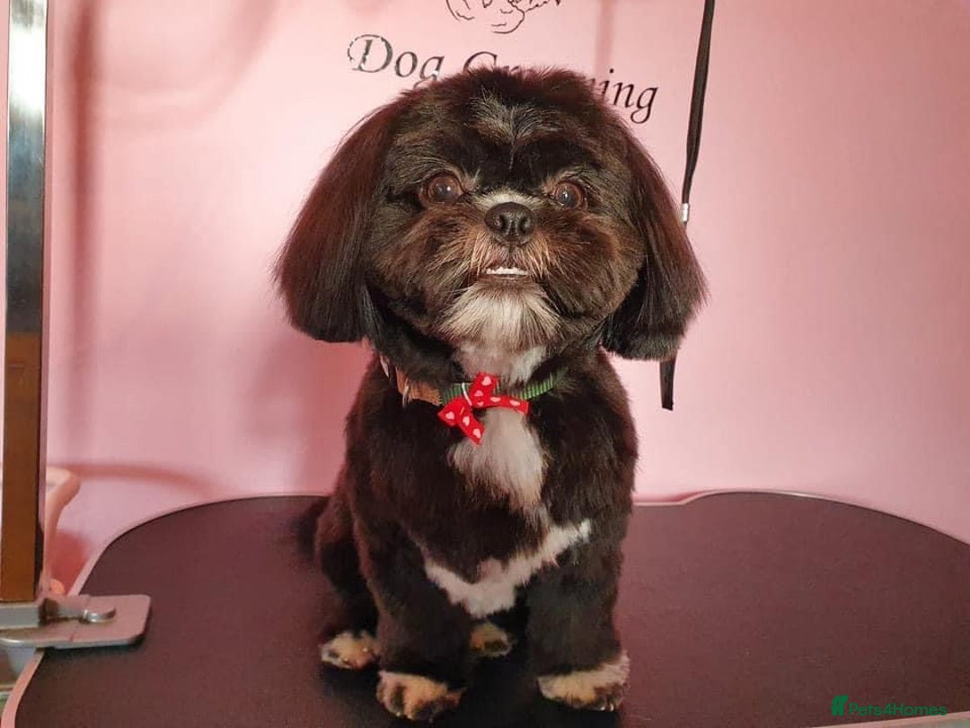 Shih Tzu dogs for stud: Kc reg shih tzu full DNA health tested in Chester-le-Street - Image 11