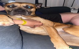 Bullmastiff dogs for sale: Dexter  - Image 2