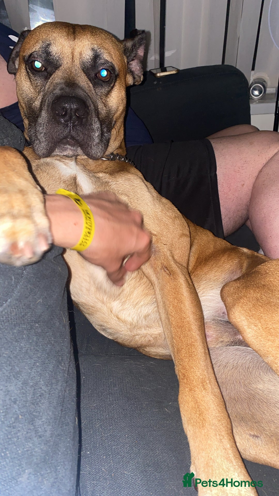 Bullmastiff dogs for sale: Dexter  - Image 2