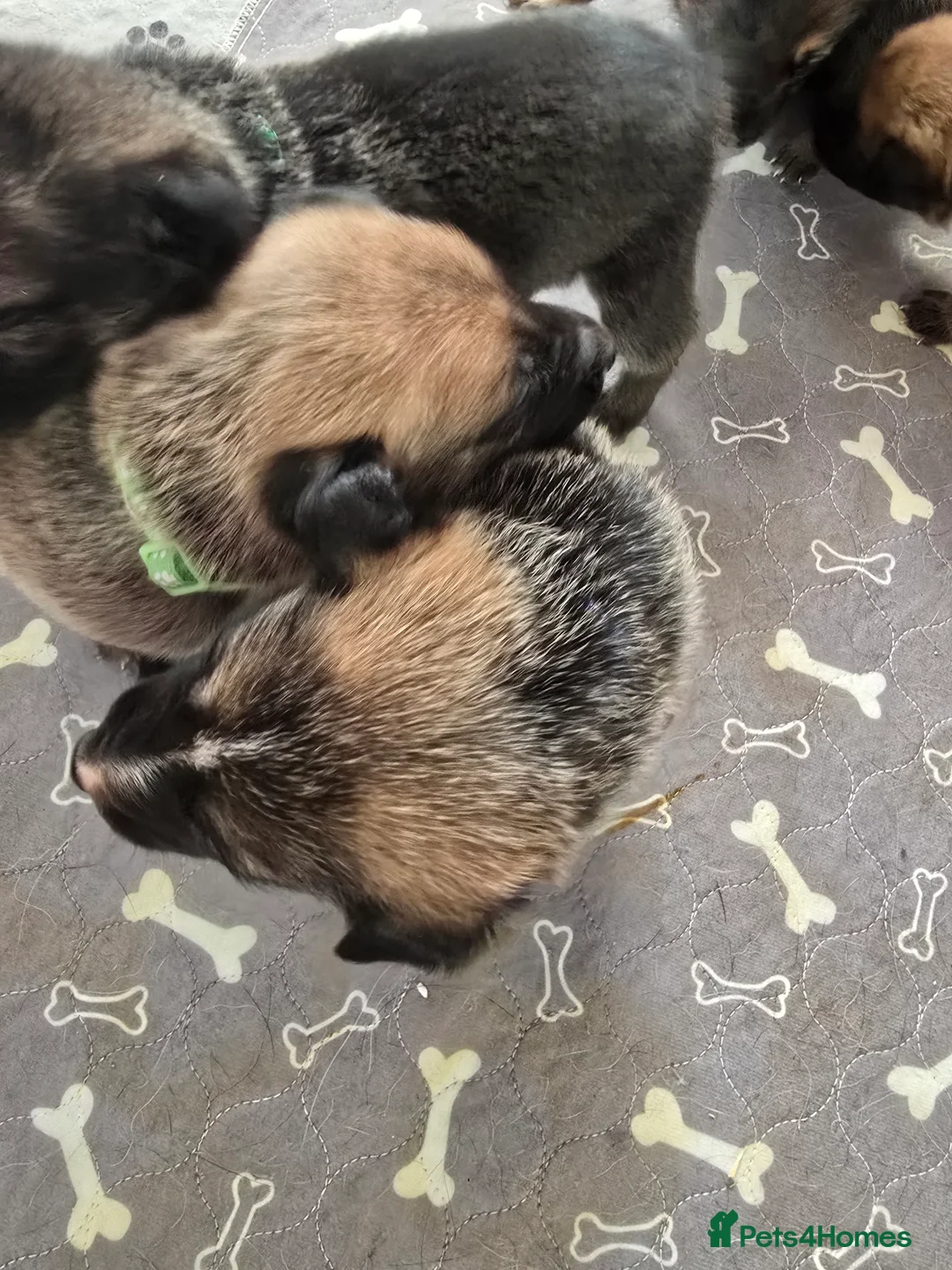 Mixed Breed dogs for sale: Cross between gsd/whippet/Huskey - Advert 17