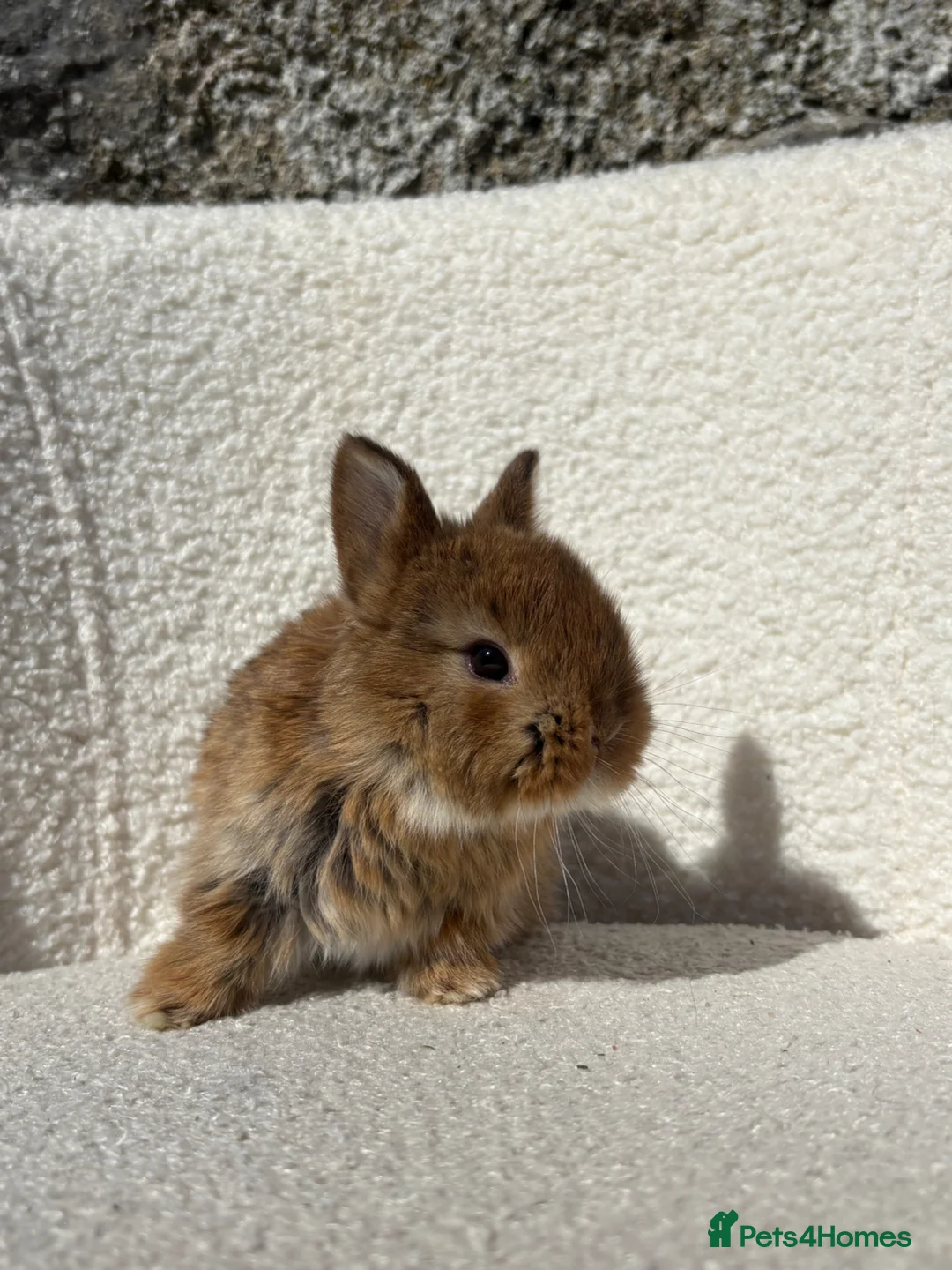 Mini Lop rabbits for sale: Beautiful mini lop cross Netherland dwarf - Advert 2